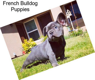 French Bulldog Puppies