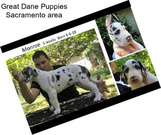 Great Dane Puppies Sacramento area