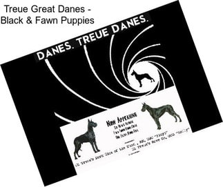 Treue Great Danes - Black & Fawn Puppies