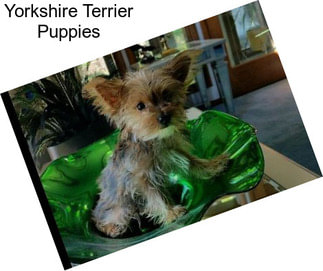 Yorkshire Terrier Puppies