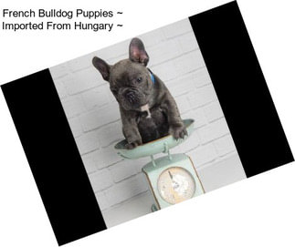 French Bulldog Puppies ~ Imported From Hungary ~