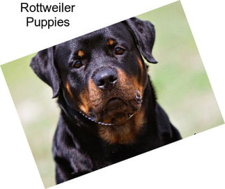 Rottweiler Puppies