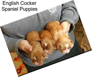 English Cocker Spaniel Puppies