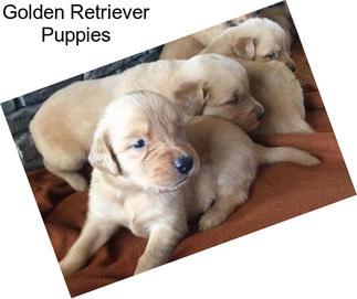 Golden Retriever Puppies