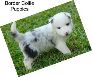 Border Collie Puppies