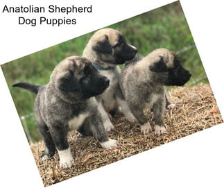 Anatolian Shepherd Dog Puppies