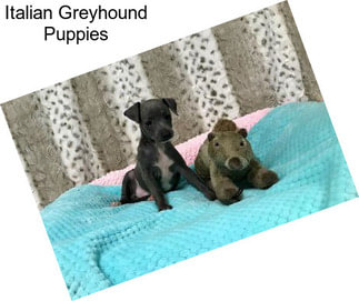 Italian Greyhound Puppies