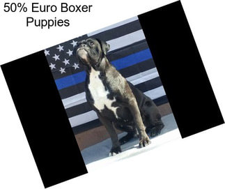 50% Euro Boxer Puppies