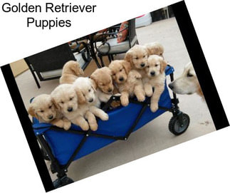 Golden Retriever Puppies