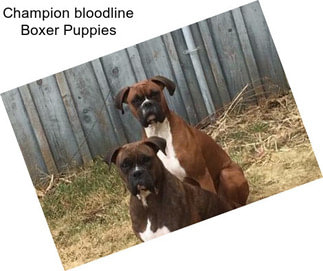 Champion bloodline Boxer Puppies