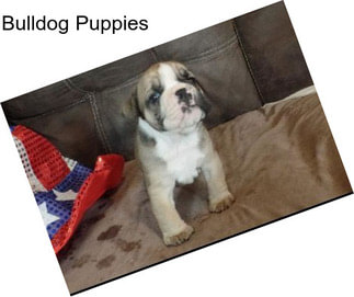 Bulldog Puppies