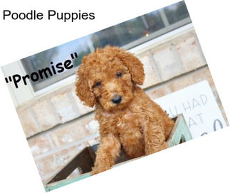 Poodle Puppies