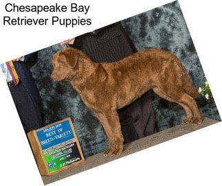 Chesapeake Bay Retriever Puppies