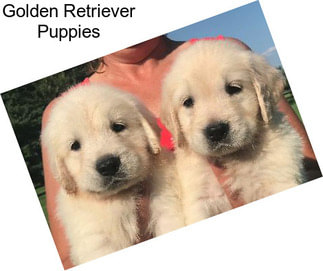 Golden Retriever Puppies