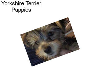 Yorkshire Terrier Puppies