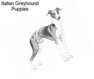 Italian Greyhound Puppies