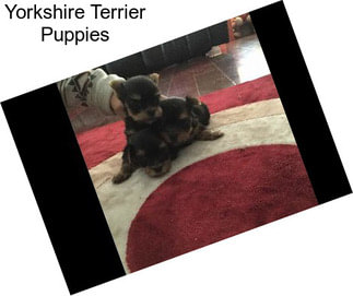 Yorkshire Terrier Puppies