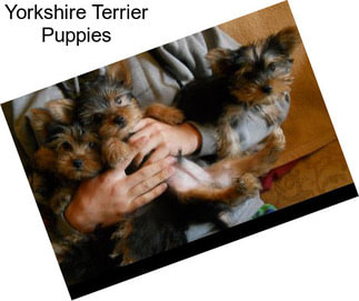 Yorkshire Terrier Puppies