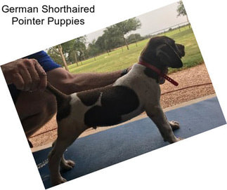 German Shorthaired Pointer Puppies