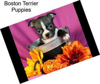 Boston Terrier Puppies