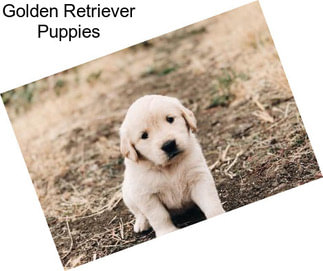 Golden Retriever Puppies