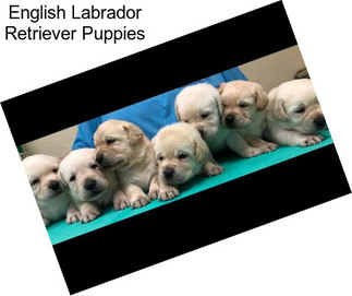 English Labrador Retriever Puppies