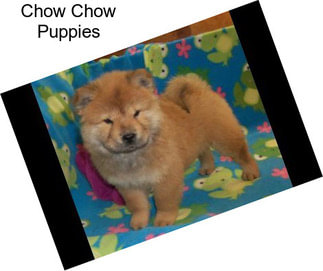 Chow Chow Puppies