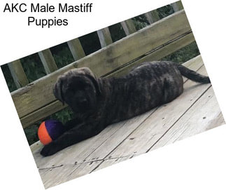 AKC Male Mastiff Puppies