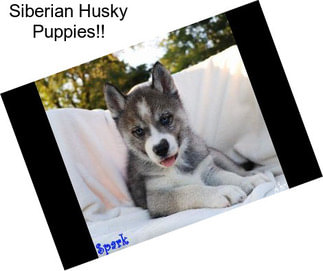 Siberian Husky Puppies!!