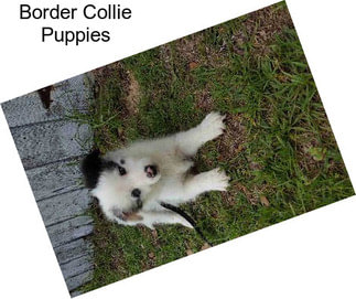 Border Collie Puppies