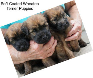 Soft Coated Wheaten Terrier Puppies