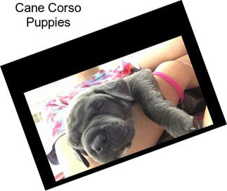 Cane Corso Puppies