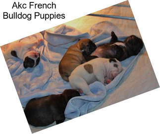 Akc French Bulldog Puppies