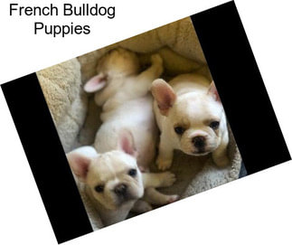 French Bulldog Puppies