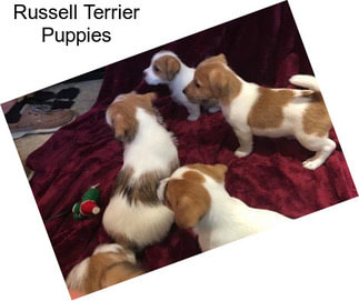 Russell Terrier Puppies