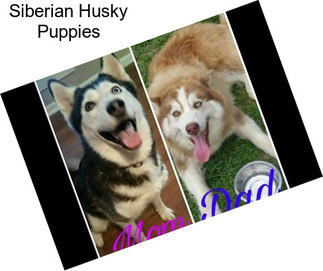 Siberian Husky Puppies