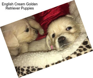 English Cream Golden Retriever Puppies
