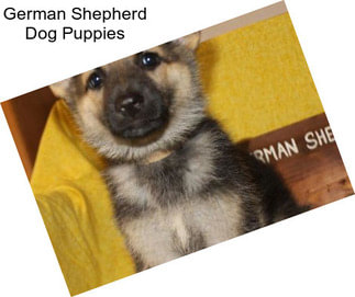 German Shepherd Dog Puppies