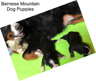 Bernese Mountain Dog Puppies