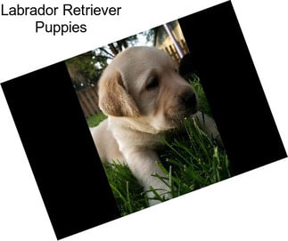 Labrador Retriever Puppies