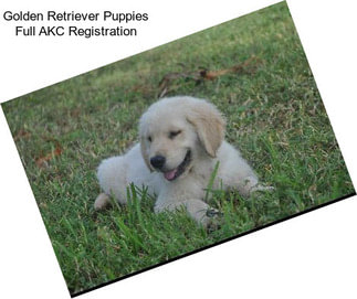 Golden Retriever Puppies Full AKC Registration