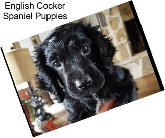 English Cocker Spaniel Puppies