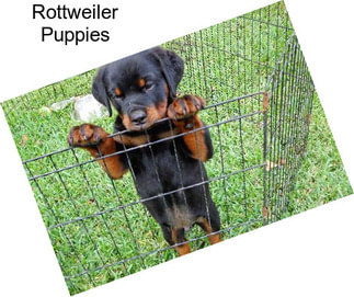 Rottweiler Puppies