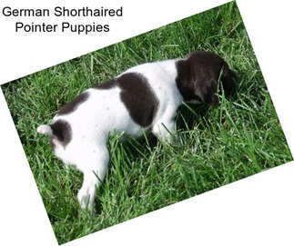 German Shorthaired Pointer Puppies