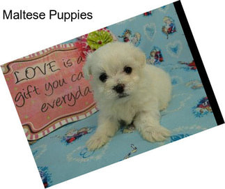 Maltese Puppies