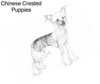 Chinese Crested Puppies