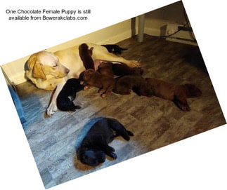 One Chocolate Female Puppy is still available from Bowerakclabs.com