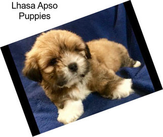 Lhasa Apso Puppies