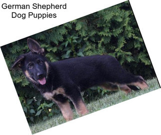 German Shepherd Dog Puppies