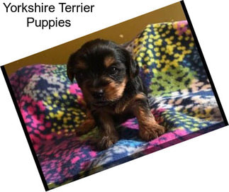 Yorkshire Terrier Puppies